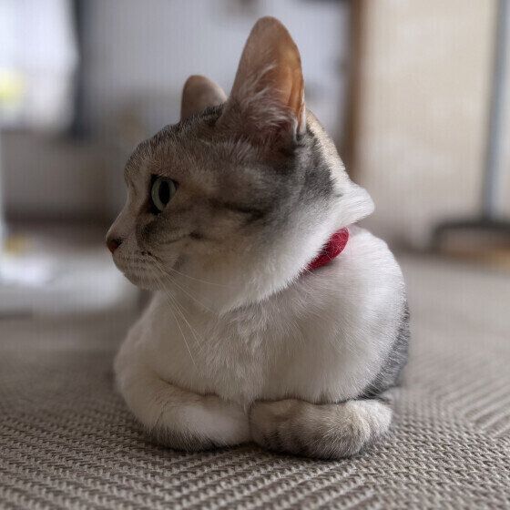 ココちゃんのかわいい横顔