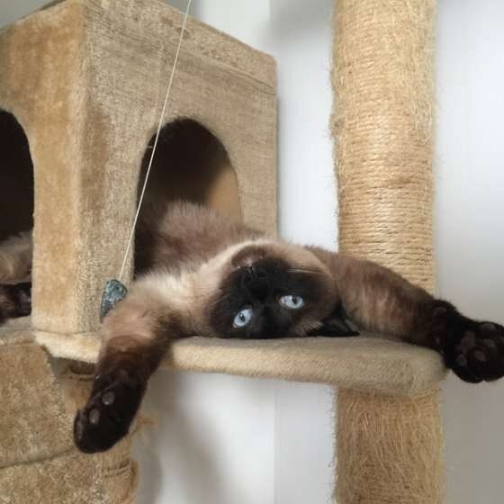 アル　シャム　だらけ