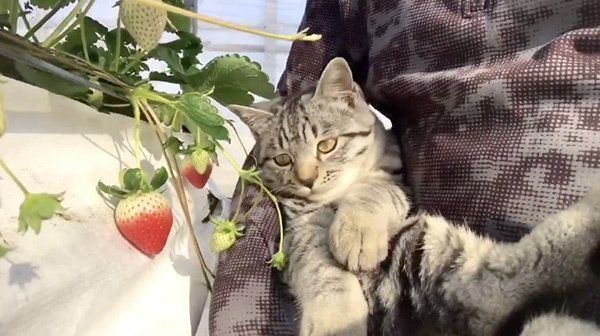 いちごを見つめるコタローくん