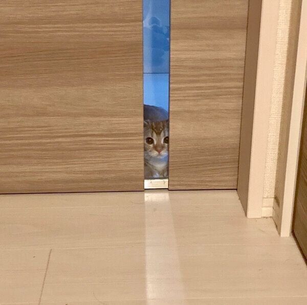 見つめるエリィちゃん