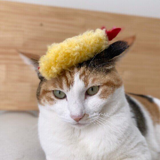 おもちゃを乗せる猫