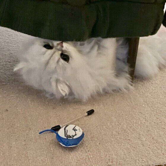 ペルシャのあいちゃん