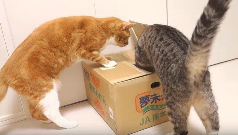 ちゃいちゃん　すしちゃん