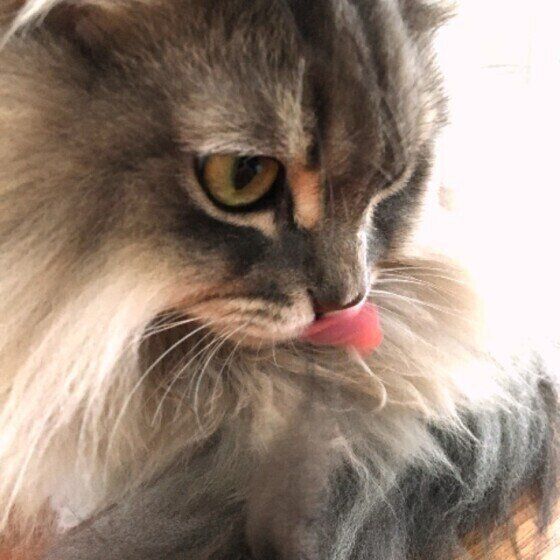 サイベリアン・ブルータくん