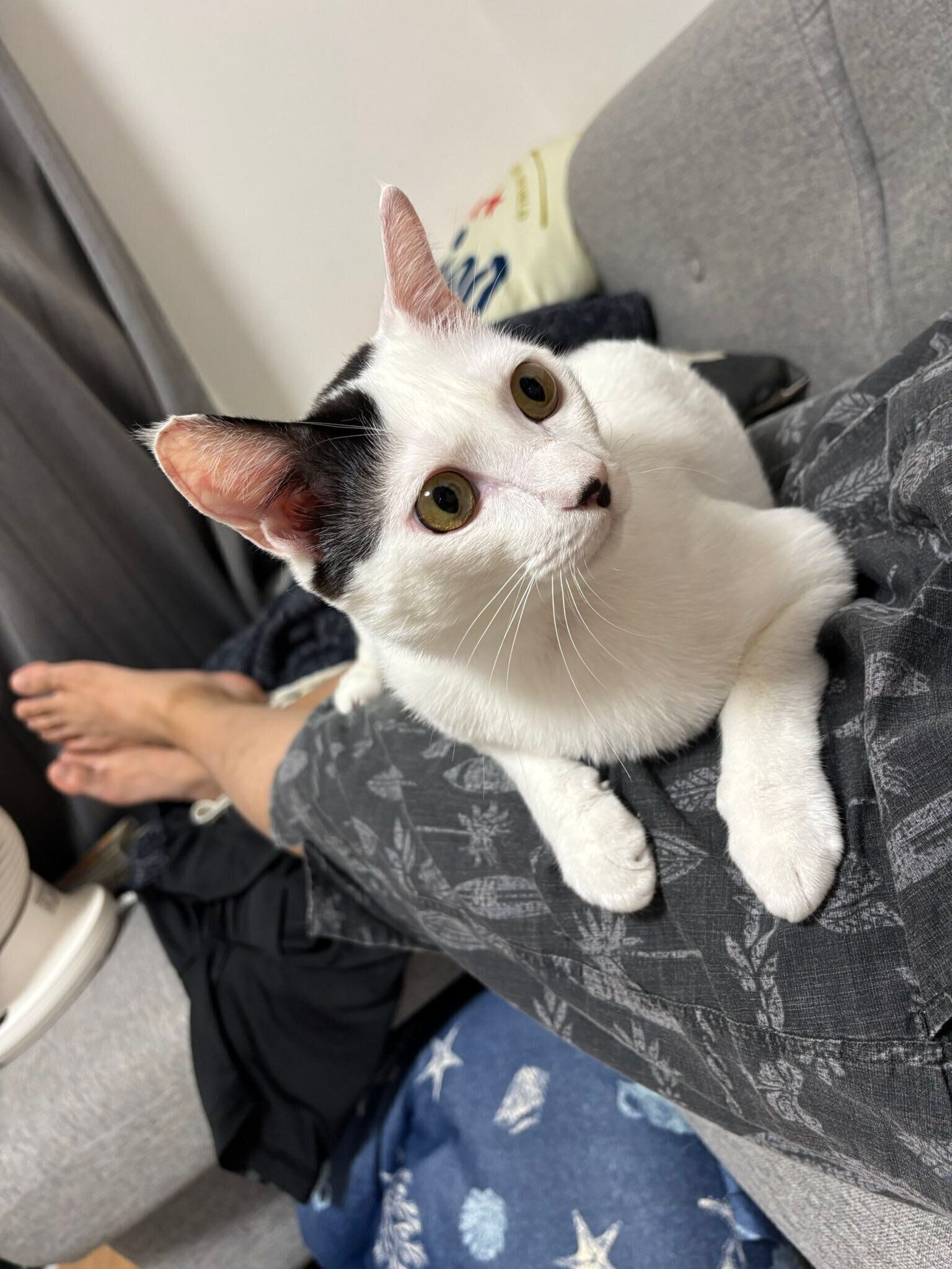 飼い主の足の上に乗っている猫