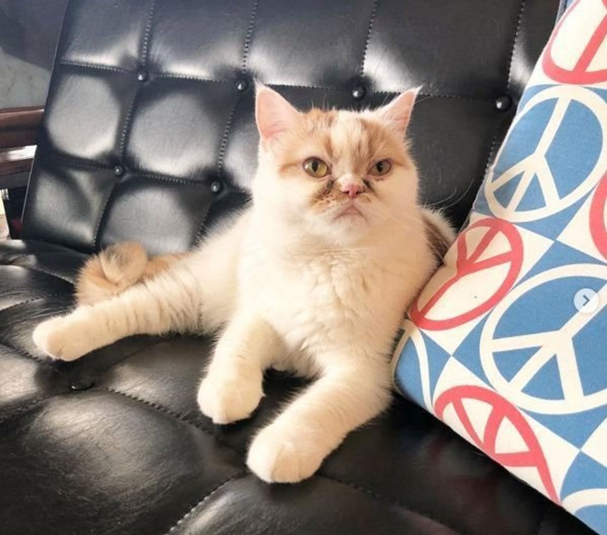 まっ白おもちちゃん ネコリパブリック 日本の猫の殺処分をゼロに