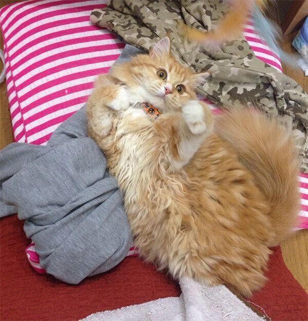 遊ぶまめちゃん