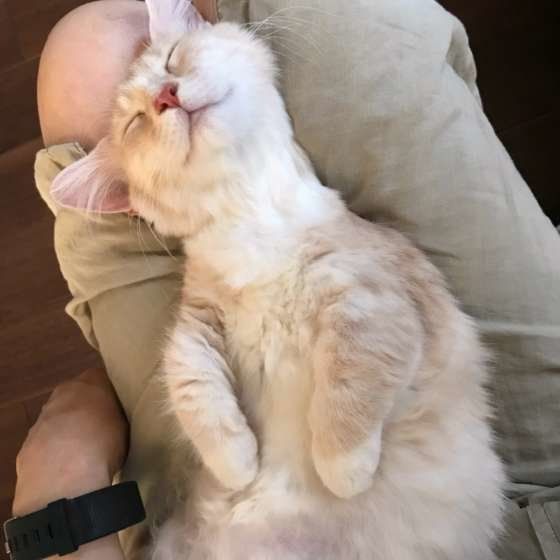 飼い主さんの膝の上で寝る猫