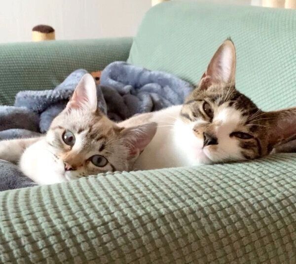 見つめるごんぞうくんとにぼしちゃん