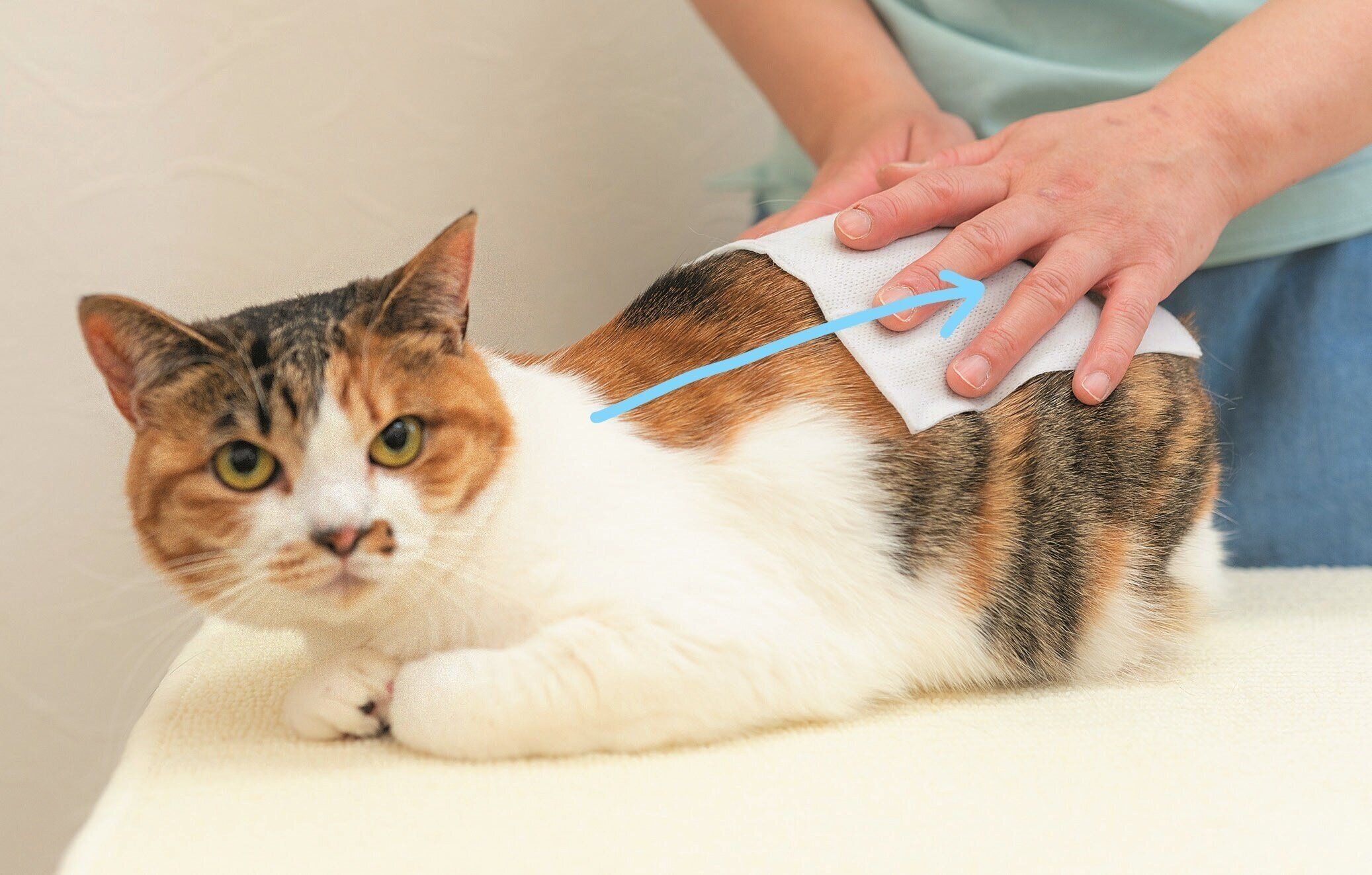 撮影／石原さくら