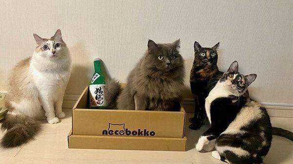 「つめとぎギフトボックスおもちゃセット」と猫たち