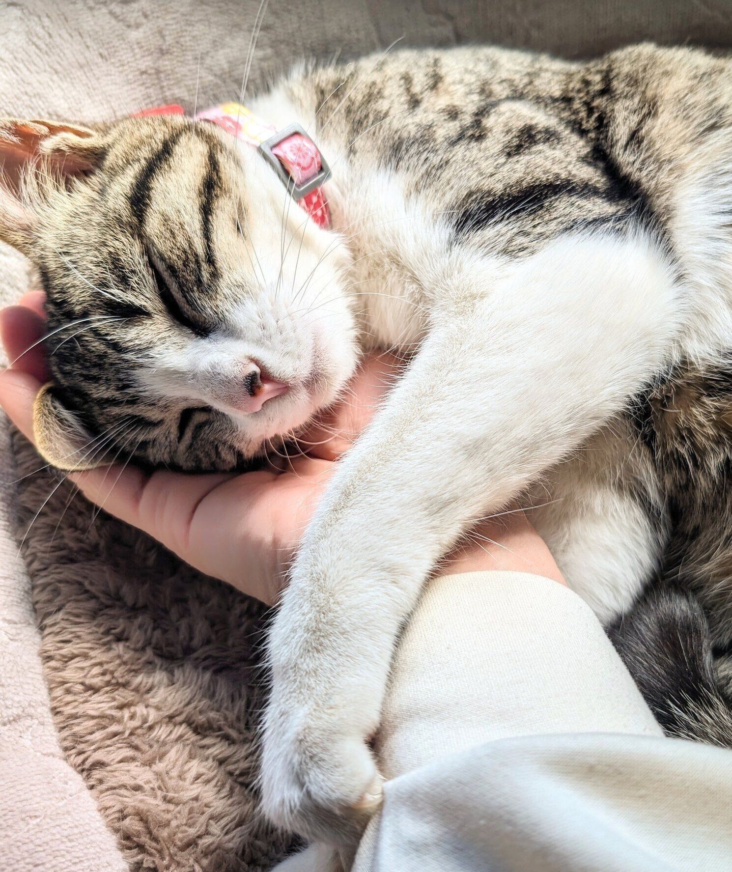 すやすや眠るむぎちゃん