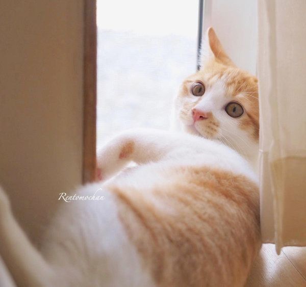 元保護猫だったレオンくん