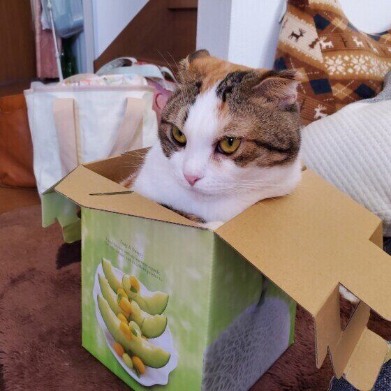 狭い箱に入るもなかちゃん