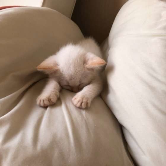 クッションにはさまって寝る子猫