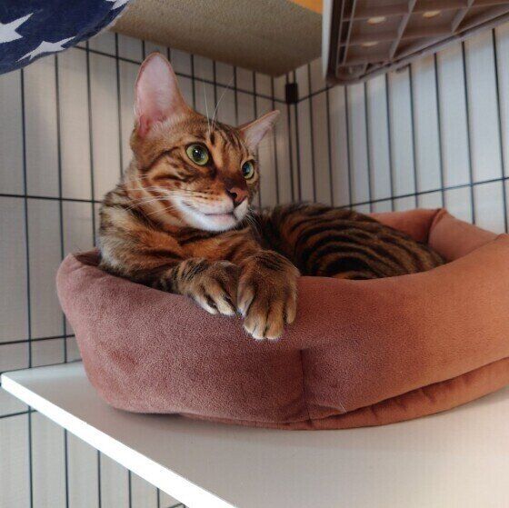 高い位置の猫ベッドにいるベンガルの天寅ちゃん