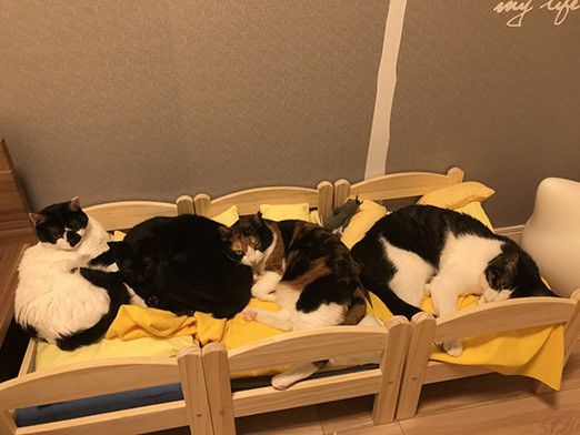 幸せすぎる…猫マスターの “のほほん”な日常