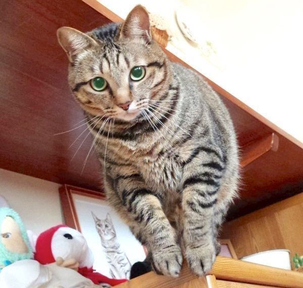 ジャンプしようとするモモちゃん