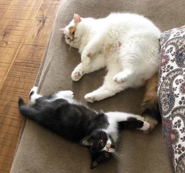 おもちちゃんと八ちゃん