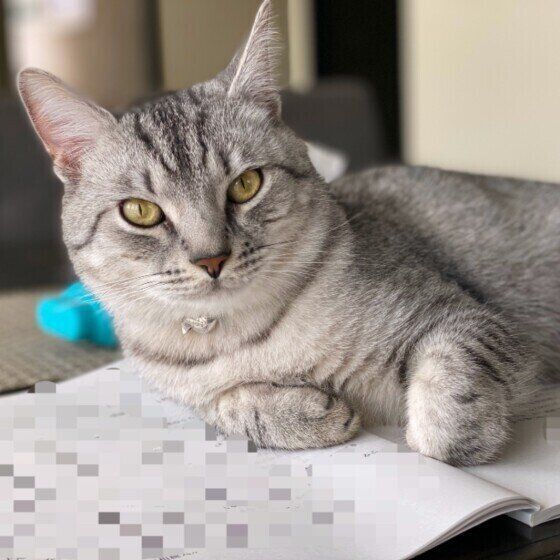 マンチカンのペールくん♪