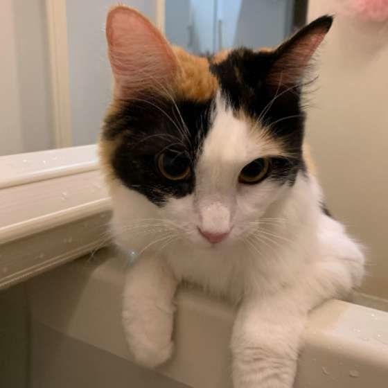 お風呂をのぞく猫