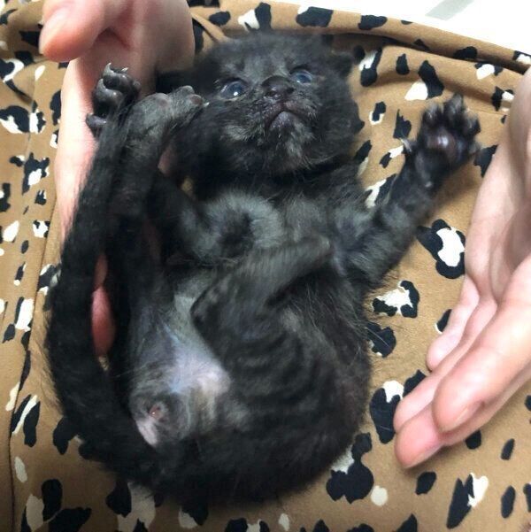 ヘソ天するもちちゃん