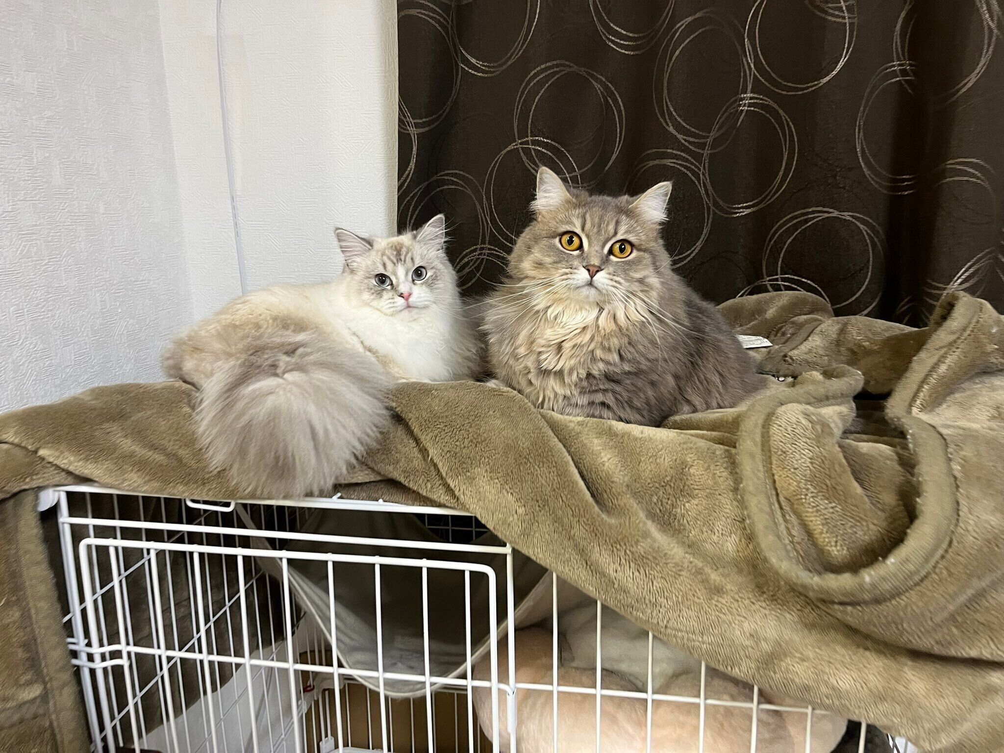 仲良しなみかんちゃん、なでしこちゃん