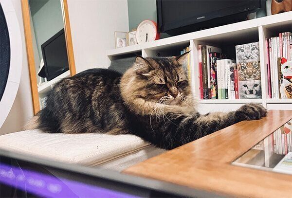 机の上に乗りたいヤマネコくん