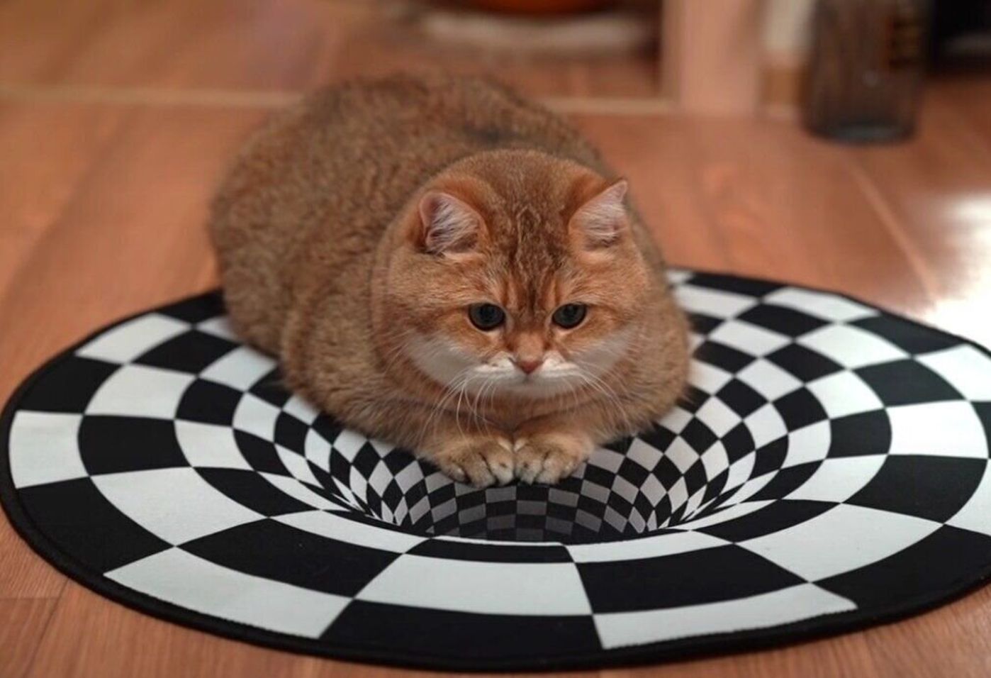 猫に 錯視 効果のあるマットを用意してみたら 意外な結果に ねこのきもちweb Magazine 猫に 錯視 効果のあるマットを用意してみたら 意外な結果に ねこのきもちweb Magazine