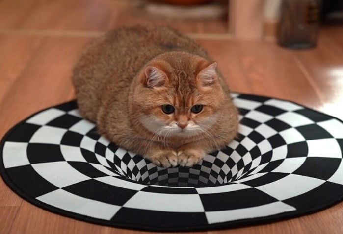 錯視を利用したマットの上に座るスコティッシュストレート
