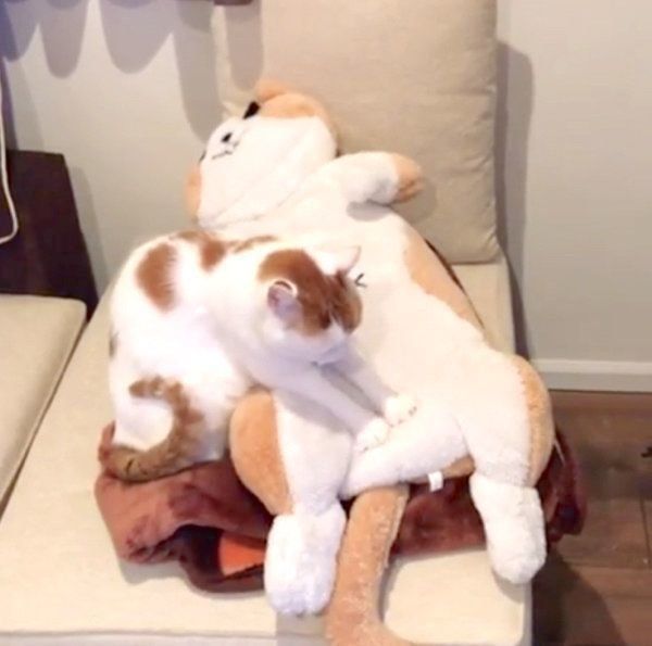 ぬいぐるみにフミフミするタルトちゃん