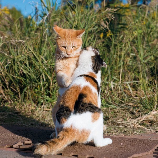 『にゃんこ相撲』