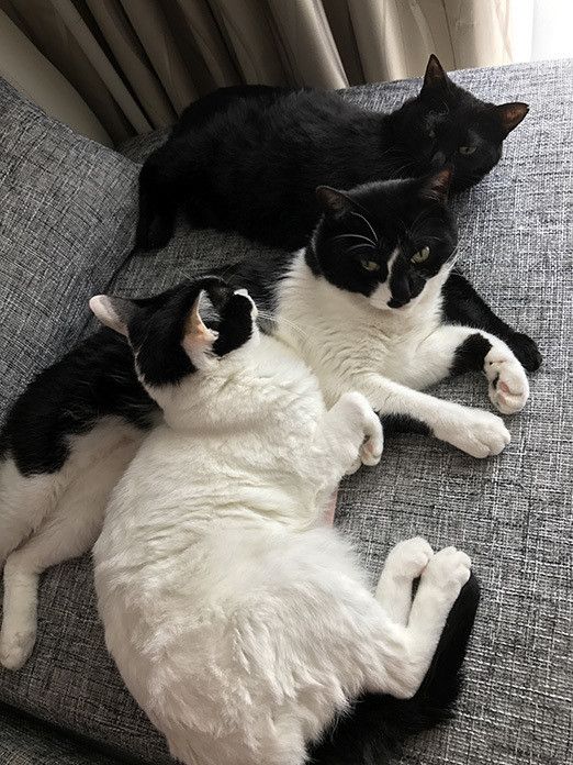 一体どこへ！？消えたMacの謎と猫