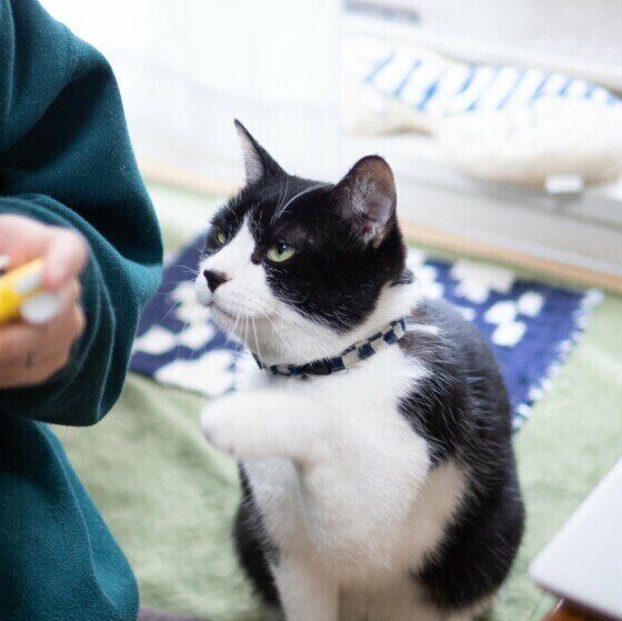 そろそろと腕をトントンする黒白猫