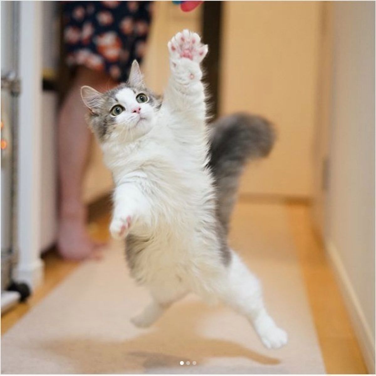 おもちゃ捕獲に全力にゃ 美しく躍動感のあるジャンプ披露に驚き D ゚ ゚ ねこのきもちweb Magazine おもちゃ捕獲に全力にゃ 美しく躍動感のあるジャンプ披露に驚き D ゚ ゚ ねこのきもちweb Magazine