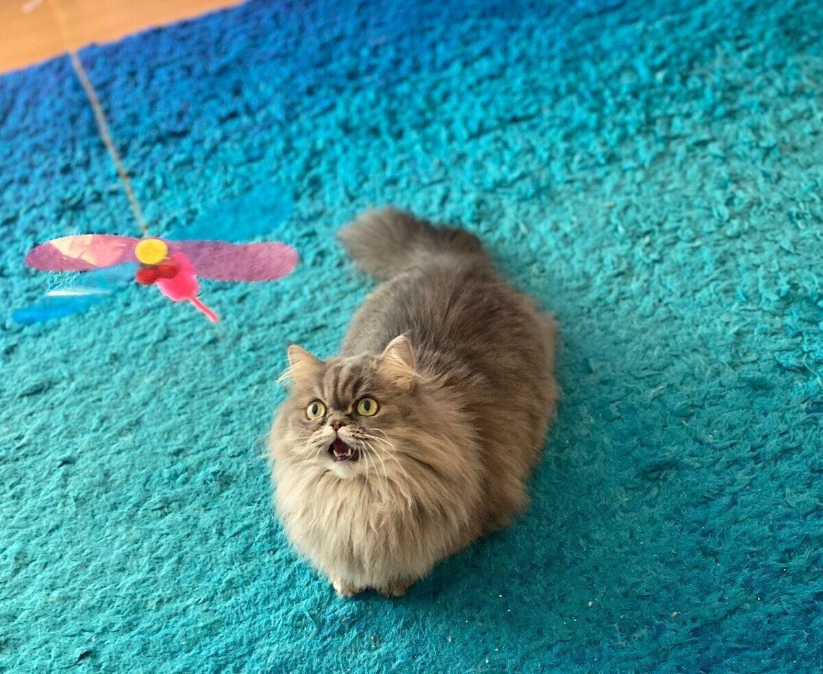 おもちゃで遊ぶゆずちゃん