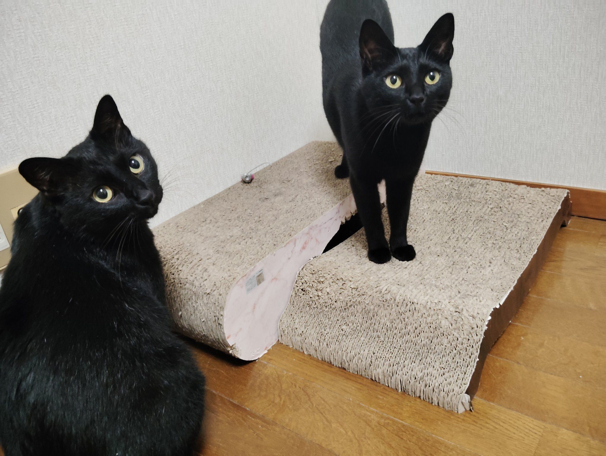 室内にいる2匹の猫