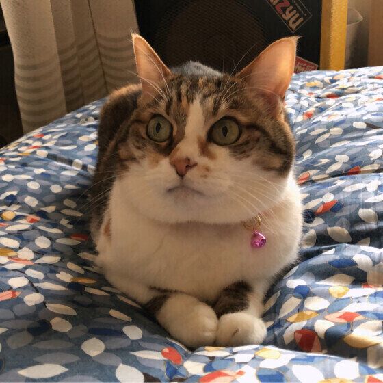 ミケ猫のシマちゃん