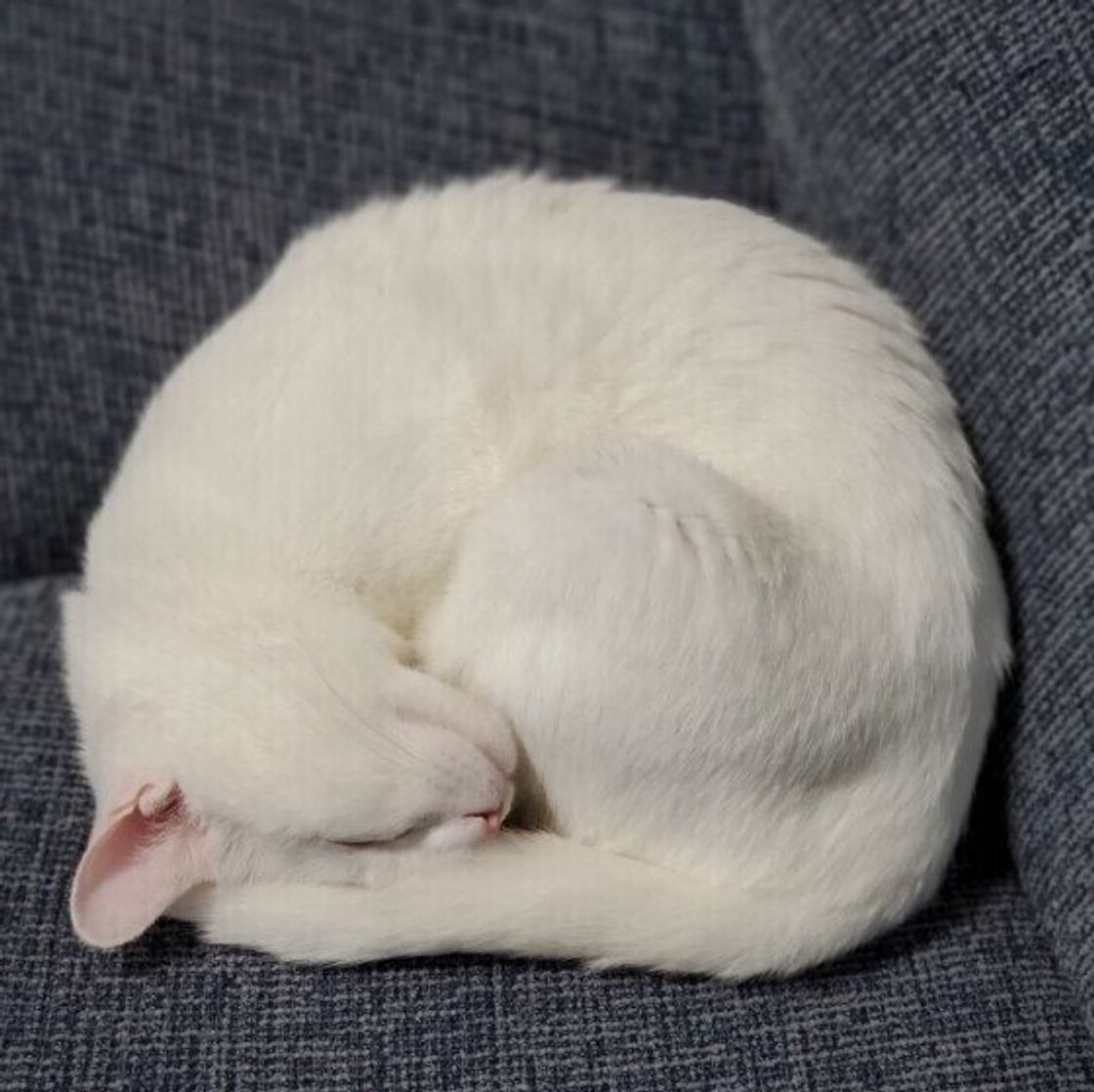 実にバリエーション豊か 猫の寝方の違い によってわかるキモチ5選 ねこのきもちweb Magazine 実にバリエーション豊か 猫の寝方の違い によってわかるキモチ5選 ねこのきもちweb Magazine