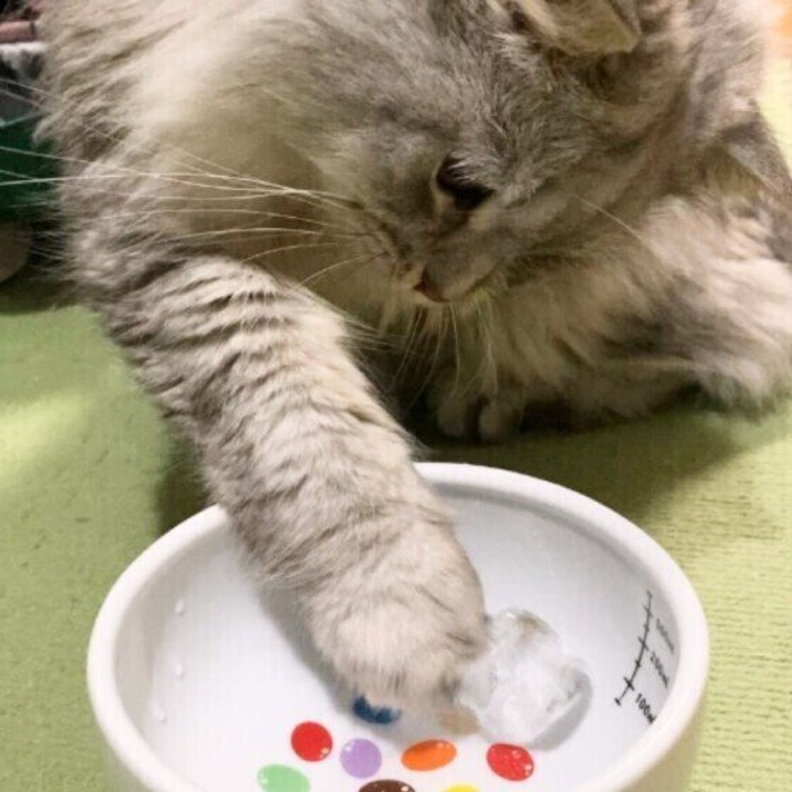 猫に氷を与えてもok 与えていい量や なめさせるときの注意点を解説 ねこのきもちweb Magazine 猫に氷を与えてもok 与えていい量や なめさせるときの注意点を解説 ねこのきもちweb Magazine