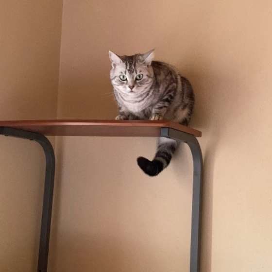 PCラックをタワー代わりにするアメリカンショートヘア