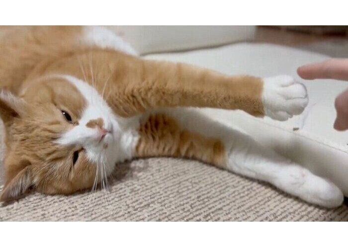 ゴロゴロするさんてくん