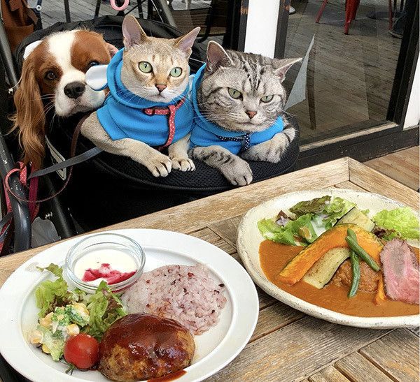 キャバリアとアメリカンショートヘアとシンガプーラ