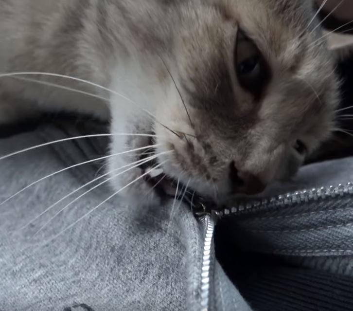 ジッパーを噛む猫