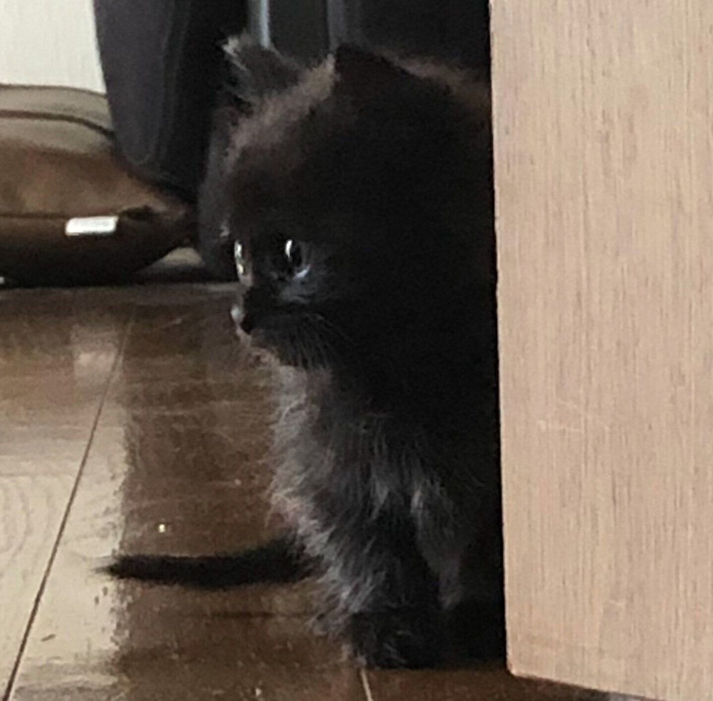 保護した翌日のクロちゃん