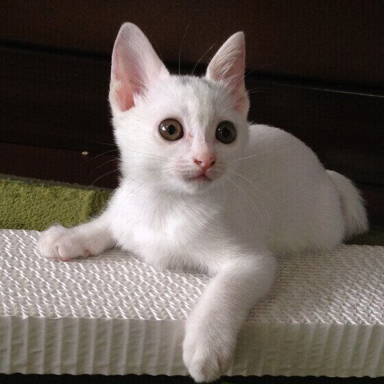 Mix（白）のシフォンちゃん♪