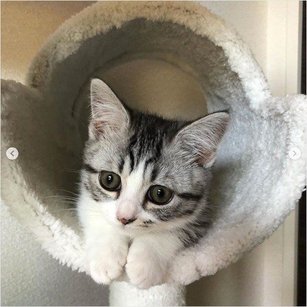 キャットタワーでくつろぐマンチカン