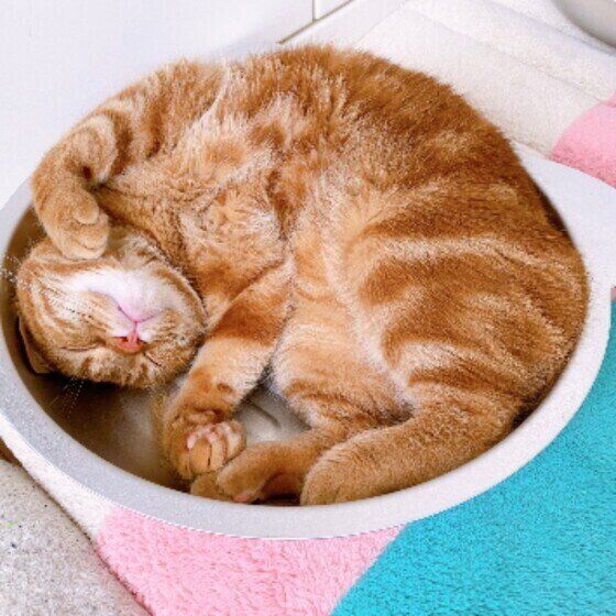 アメリカンショートヘアのももちゃん