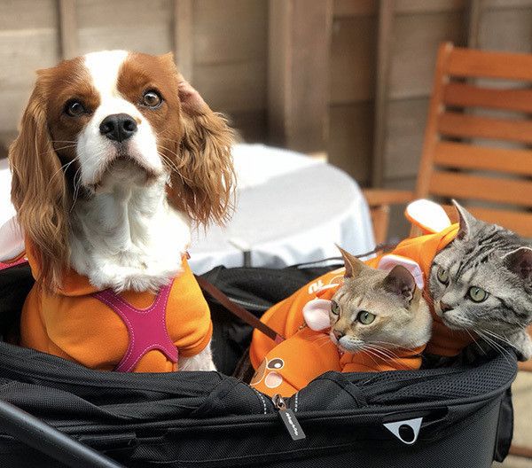 キャバリアとシンガプーラとアメリカンショートヘア