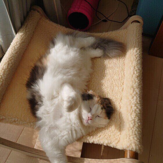 ポカポカの場所で寝転がるみぃちゃん（スコティッシュフォールド・ロングヘア）